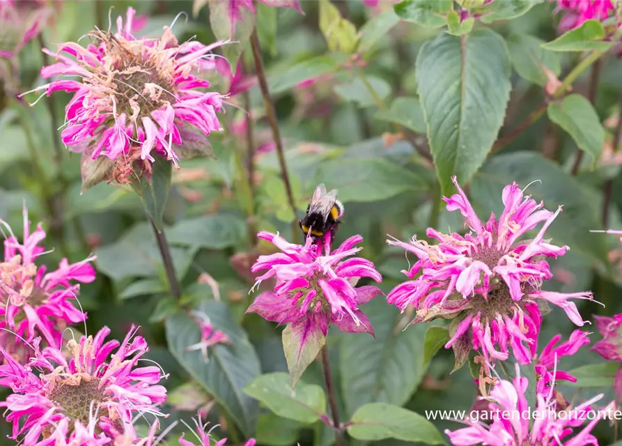 Garten-Indianernessel 'Marshall´s Delight'