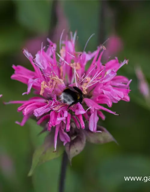 Garten-Indianernessel 'Marshall´s Delight'