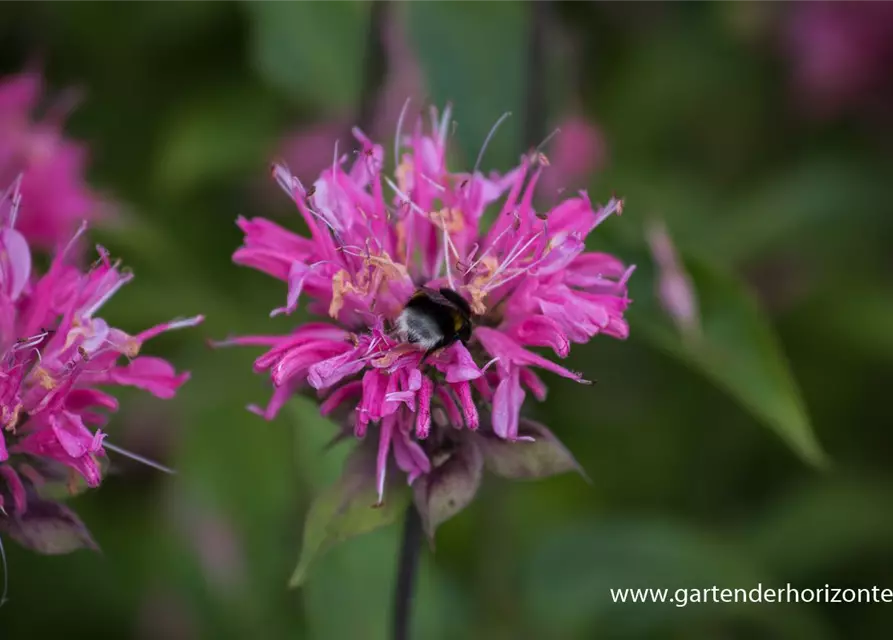 Garten-Indianernessel 'Marshall´s Delight'