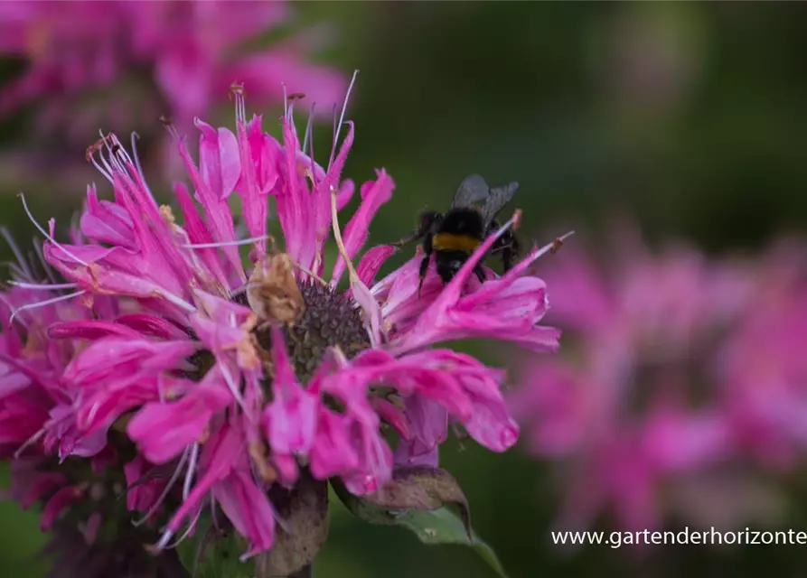 Garten-Indianernessel 'Marshall´s Delight'