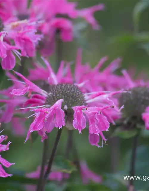 Garten-Indianernessel 'Marshall´s Delight'