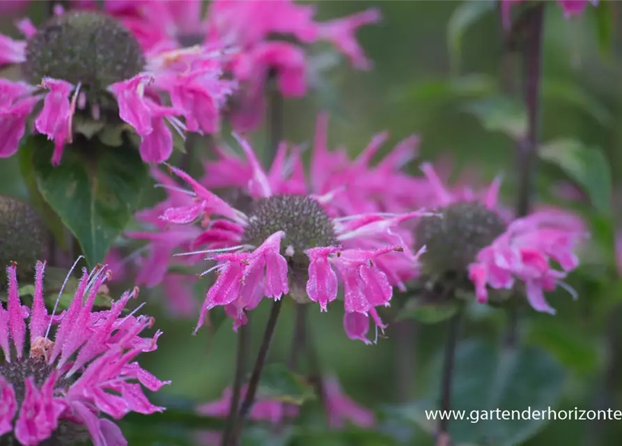 Garten-Indianernessel 'Marshall´s Delight'