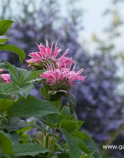 Garten-Indianernessel 'Marshall´s Delight'