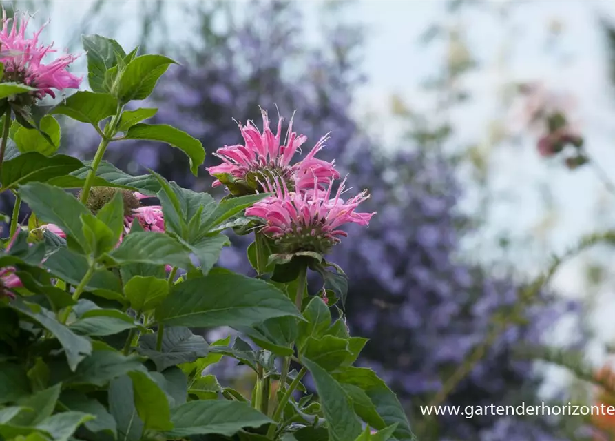 Garten-Indianernessel 'Marshall´s Delight'