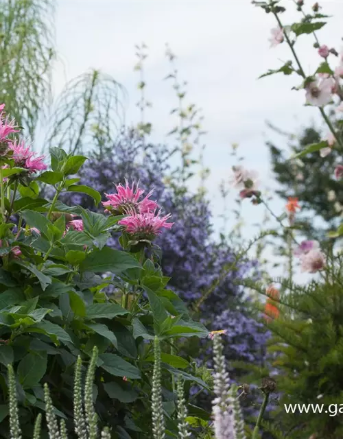 Garten-Indianernessel 'Marshall´s Delight'