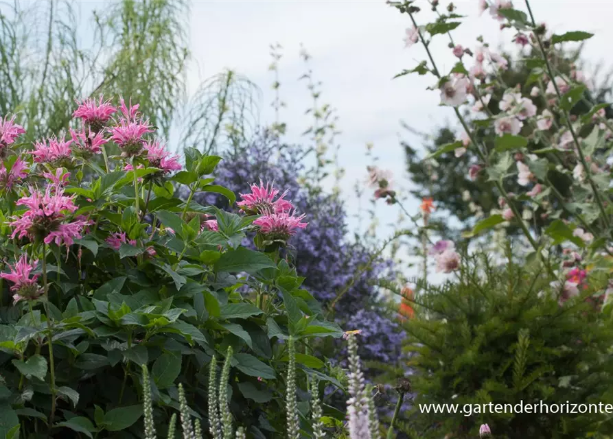 Garten-Indianernessel 'Marshall´s Delight'