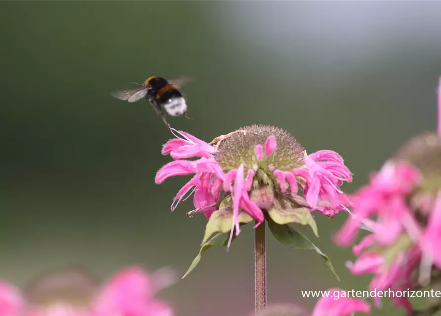 Garten-Indianernessel 'Marshall´s Delight'