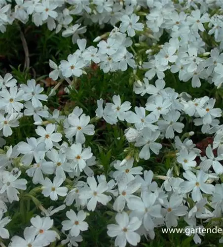 Garten-Teppich-Flammenblume 'White Delight'