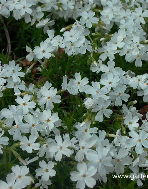 Garten-Teppich-Flammenblume 'White Delight'