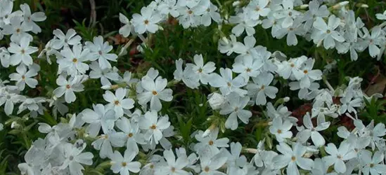 Garten-Teppich-Flammenblume 'White Delight'