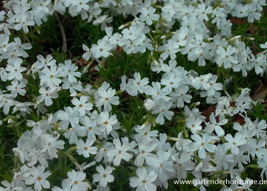 Garten-Teppich-Flammenblume 'White Delight'