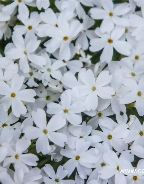 Garten-Teppich-Flammenblume 'White Delight'