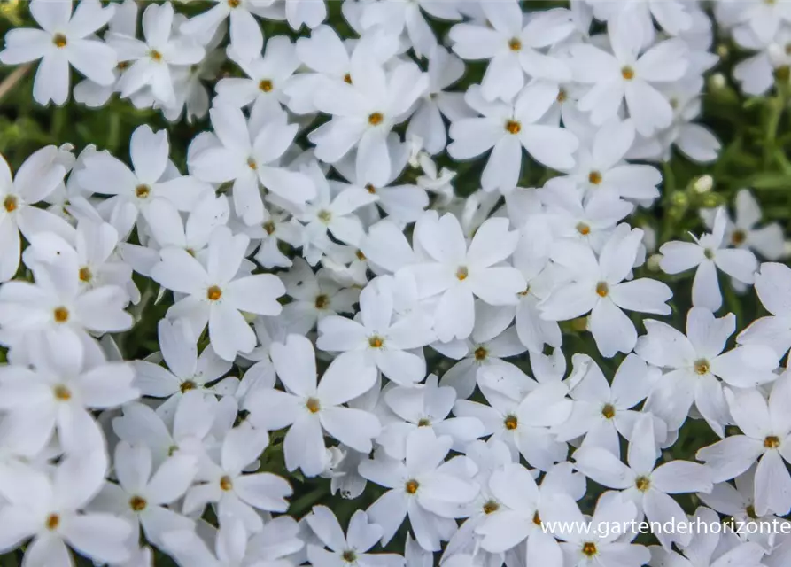 Garten-Teppich-Flammenblume 'White Delight'