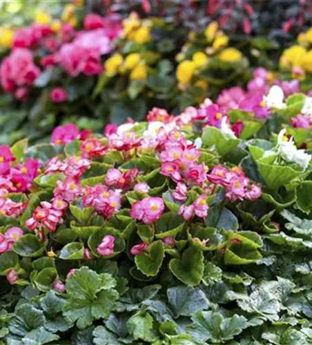 Begonia semperflorens