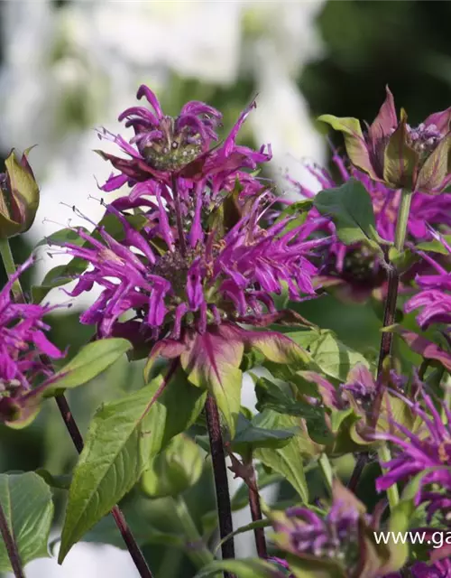 Garten-Indianernessel 'Blaustrumpf'