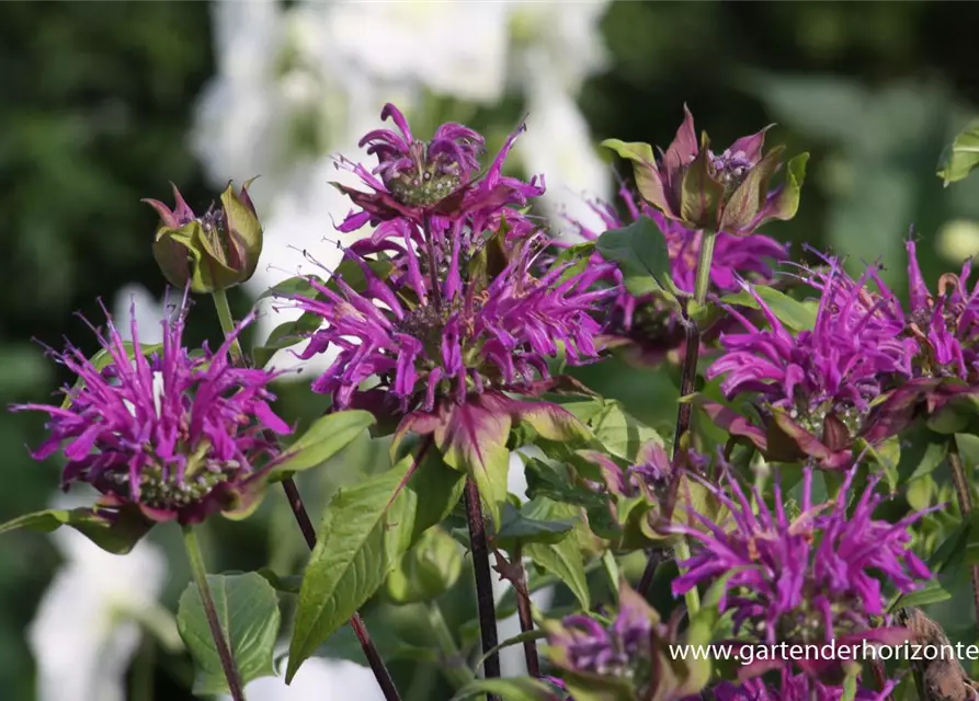 Garten-Indianernessel 'Blaustrumpf'