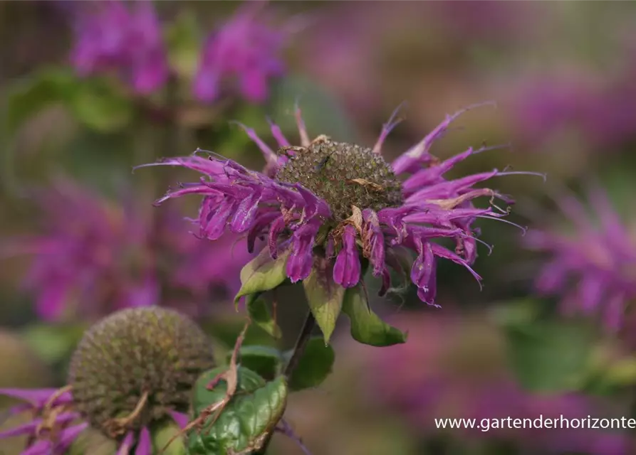 Garten-Indianernessel 'Blaustrumpf'