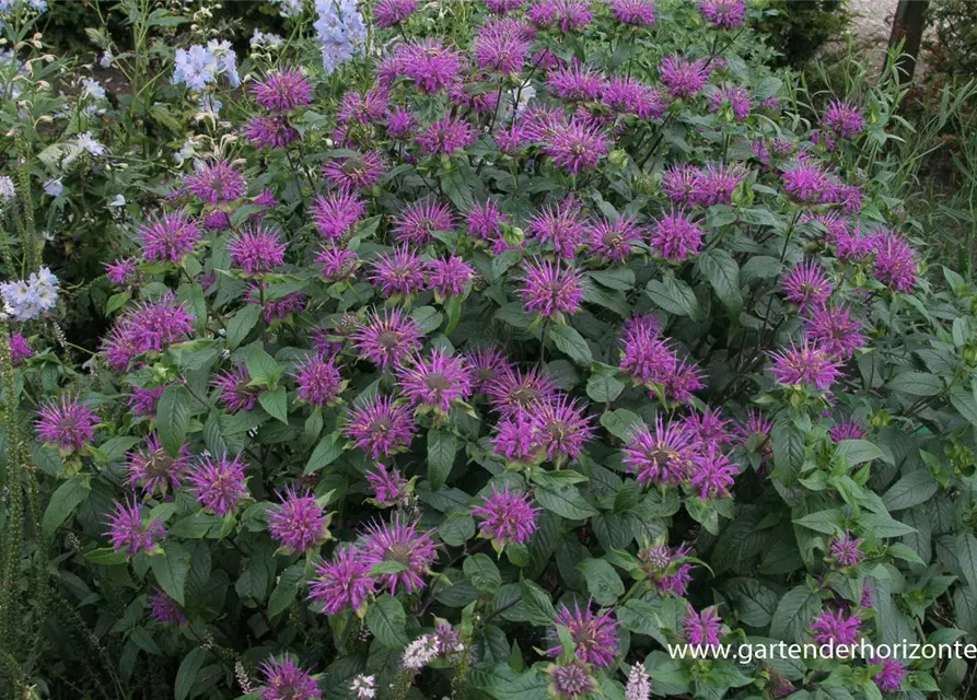 Garten-Indianernessel 'Blaustrumpf'