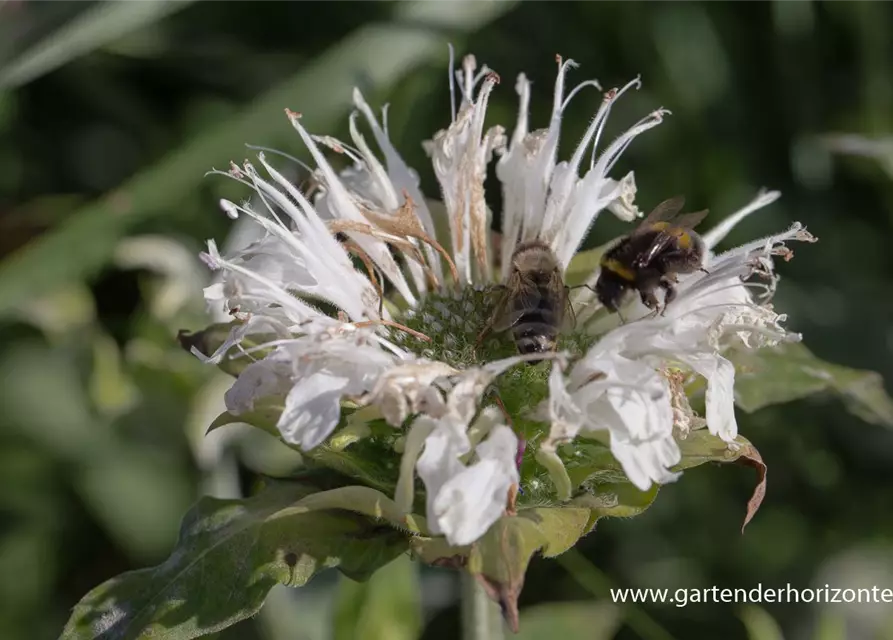 Garten-Indianernessel 'Schneewittchen'