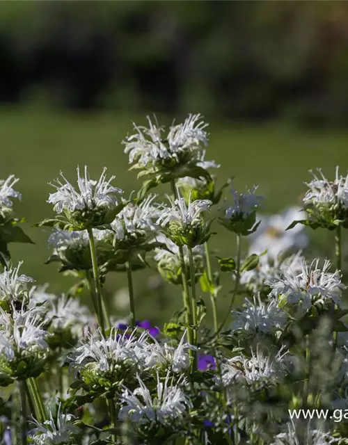 Garten-Indianernessel 'Schneewittchen'