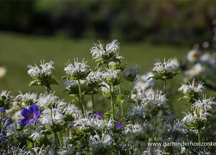 Garten-Indianernessel 'Schneewittchen'