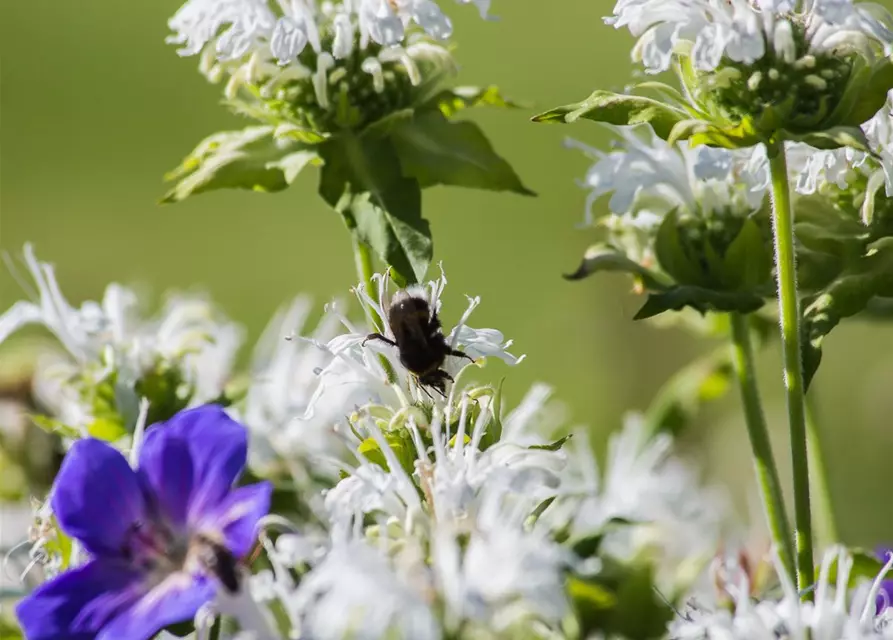 Garten-Indianernessel 'Schneewittchen'