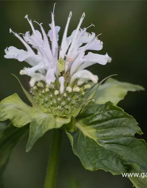 Garten-Indianernessel 'Schneewittchen'