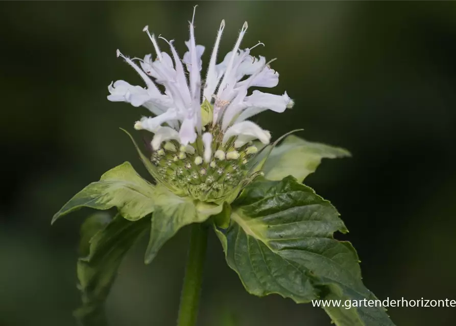 Garten-Indianernessel 'Schneewittchen'