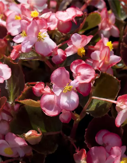 Begonia semperflorens