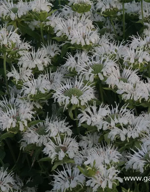 Garten-Indianernessel 'Schneewittchen'