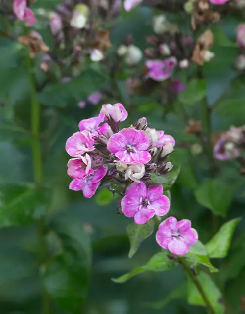 Hohe Flammenblume