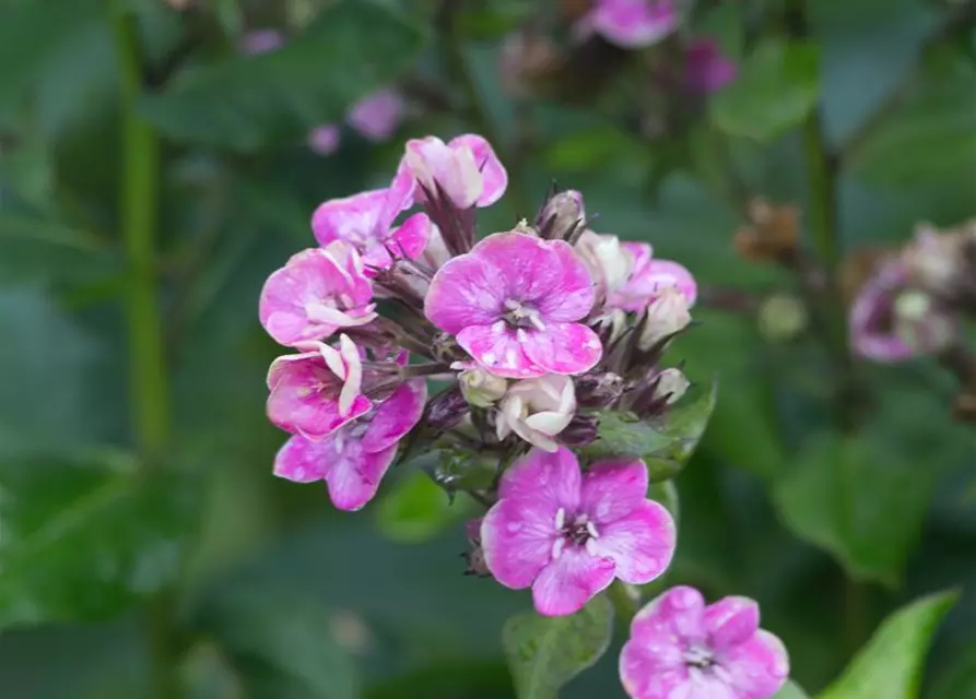 Hohe Flammenblume