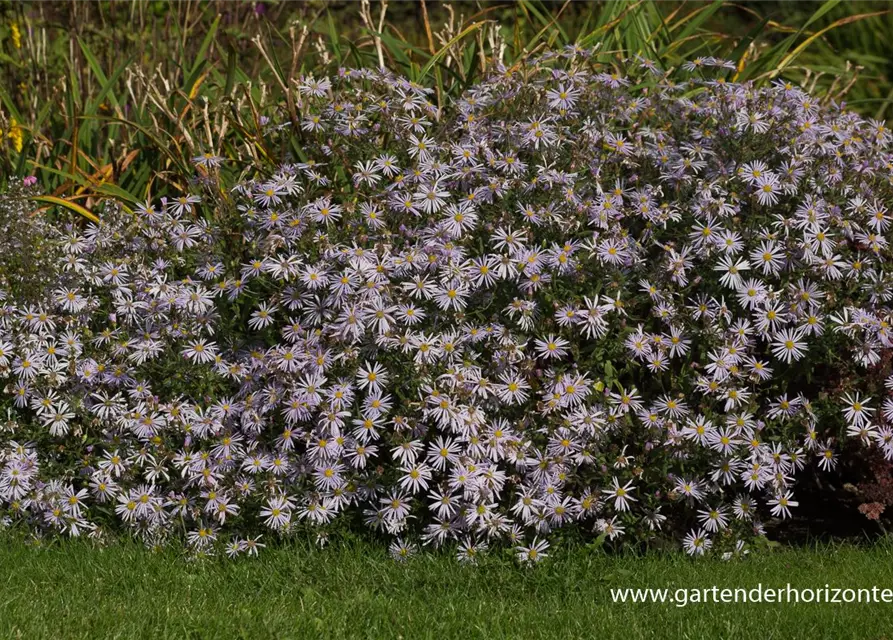 Garten-Pyrenäen-Aster 'Lutetia'