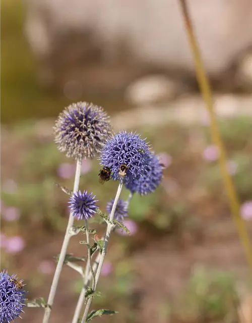 Kugeldistel