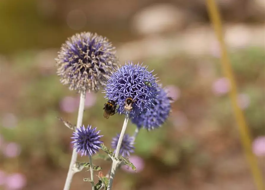 Kugeldistel