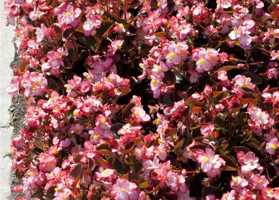 Begonia semperflorens