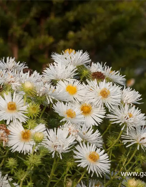 Garten-Raublatt-Aster 'Herbstschnee'