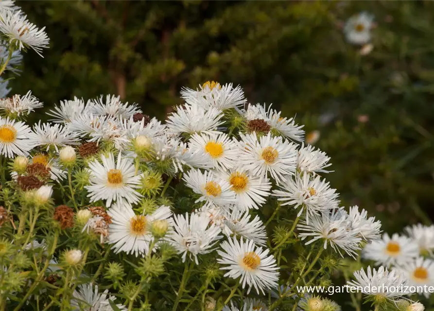 Garten-Raublatt-Aster 'Herbstschnee'