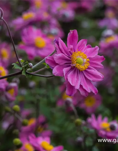 Garten-Herbst-Anemone 'Pamina'