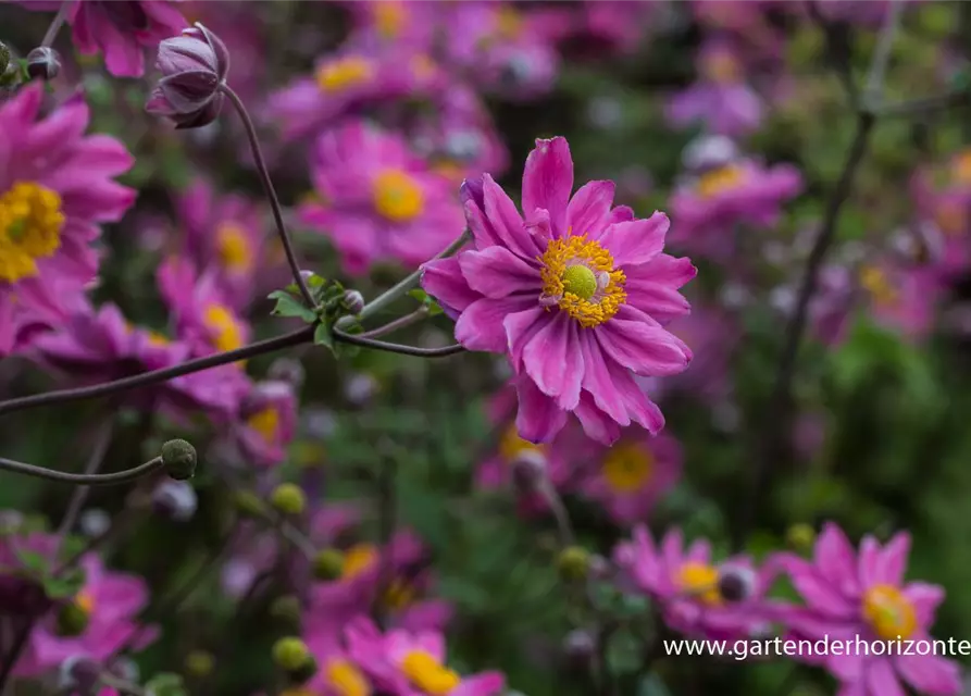 Garten-Herbst-Anemone 'Pamina'