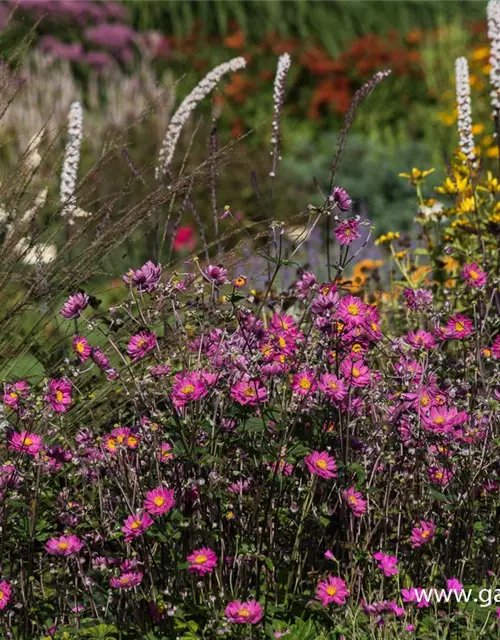 Garten-Herbst-Anemone 'Pamina'