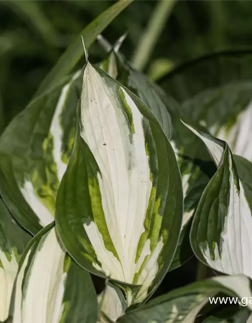 Hosta x fortunei 'Fire and Ice'