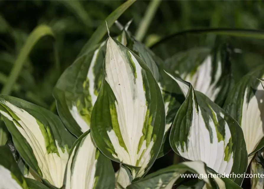 Hosta x fortunei 'Fire and Ice'