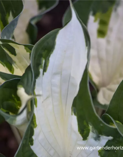 Hosta x fortunei 'Fire and Ice'