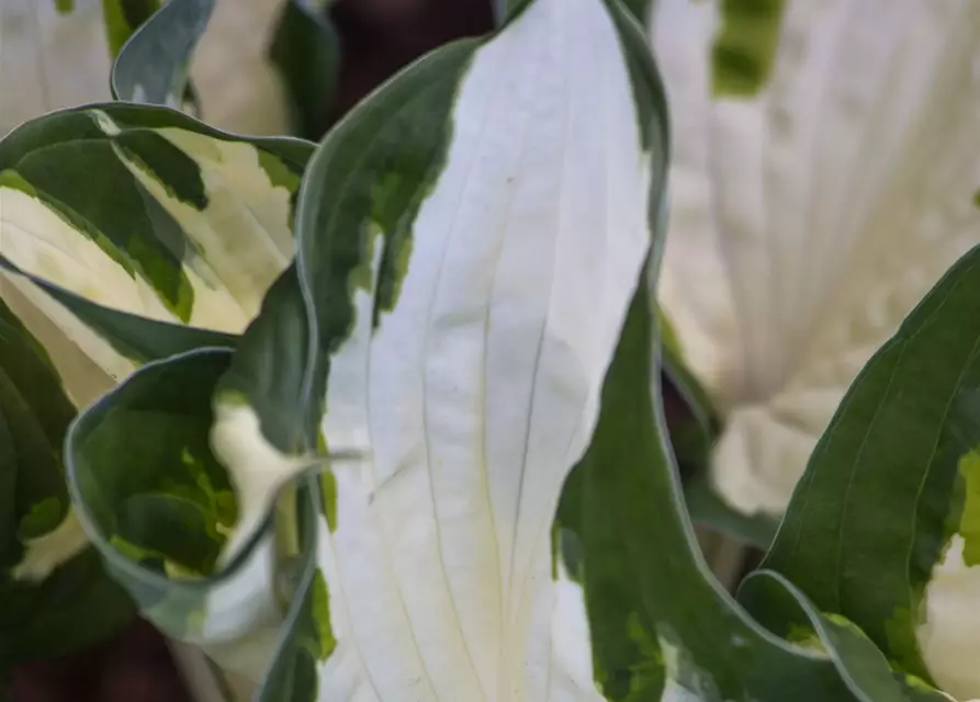 Hosta x fortunei 'Fire and Ice'