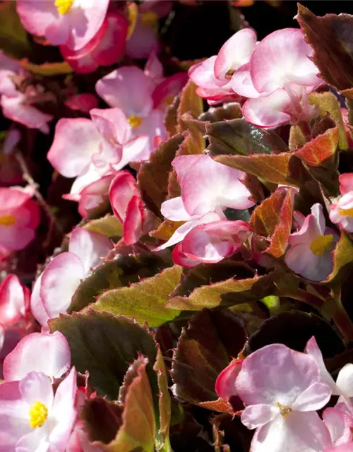 Begonia semperflorens