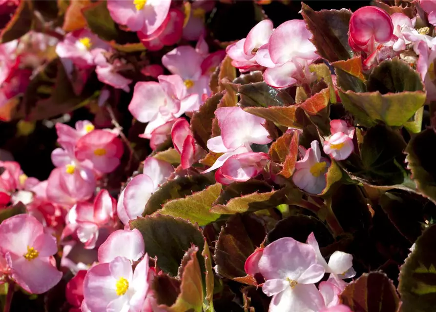 Begonia semperflorens