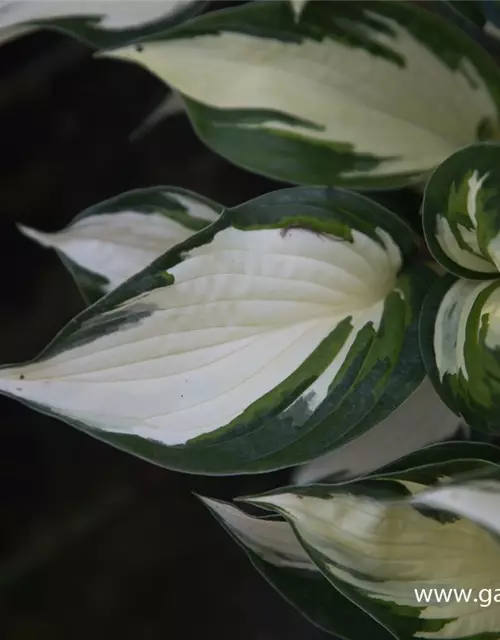 Hosta x fortunei 'Fire and Ice'