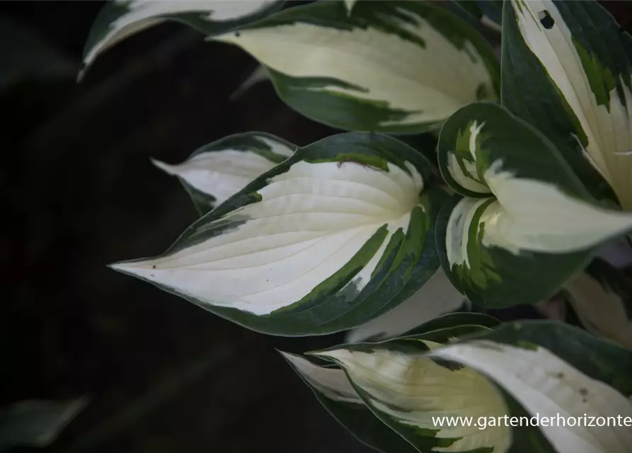 Hosta x fortunei 'Fire and Ice'