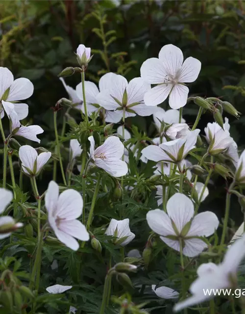 Geranium clarkei 'Kashmir White'